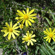 senecia californicus with chamise